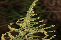 Artemisia nilagirica